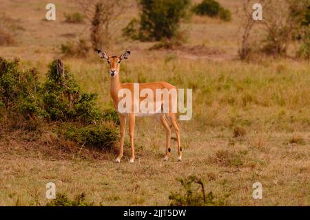 Impala femminile nella riserva di Masai Mara del gioco del Kenya Foto Stock