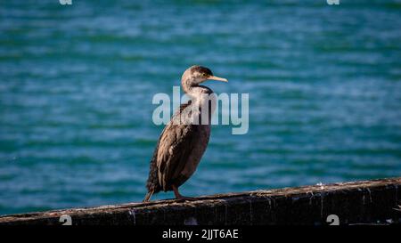 Un bel colpo di un pezzetti avvistati Foto Stock