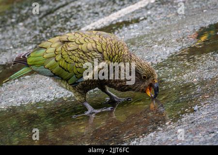 Un primo piano di pappagallo Kea acqua potabile dalla pozzanghera in Nuova Zelanda Foto Stock