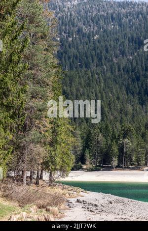 Un colpo verticale di secolare pineta e abeti sulle pendici delle Dolomiti di Brenta scende fino all'acqua smeraldo del lago Tovel, Ville d'Anaunia Foto Stock