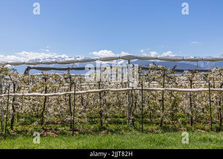 Piantagione di giovani meli fioriti si apre da sotto un baldacchino sullo sfondo delle nevose vette alpine, Val di non, Trentino, Italia Foto Stock