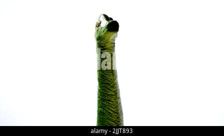 Un brachiosaurus giocattolo verde isolato su uno sfondo bianco Foto Stock