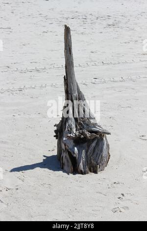 Un colpo verticale di un residuo di vecchi alberi di cipresso e vegetazione sulla spiaggia a Capo San Blas Foto Stock