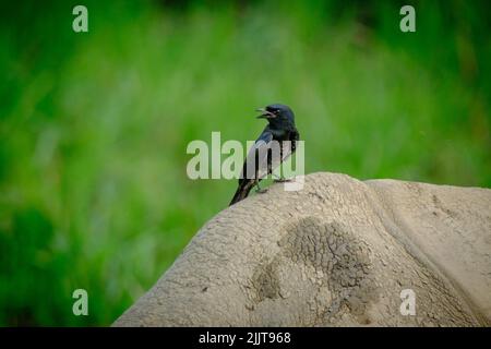 Un uccello arroccato sul retro di un rinoceronte indiano nel Parco Nazionale di Chitwan, Nepal Foto Stock