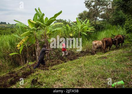 Una bella vista di persone che lavorano nei terreni agricoli kenioti Foto Stock