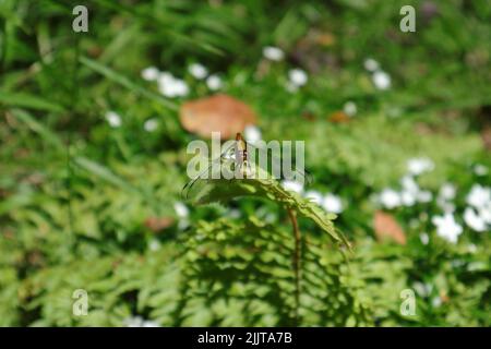 Una donna con occhi arancioni e coda gialla Ruddy Darter (Sympetrum sanguineum) libellula arroccata su una punta di una foglia di felce alla luce del sole Foto Stock