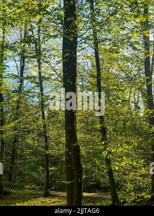 Un colpo verticale di alberi verdi sottili alti in una foresta Foto Stock