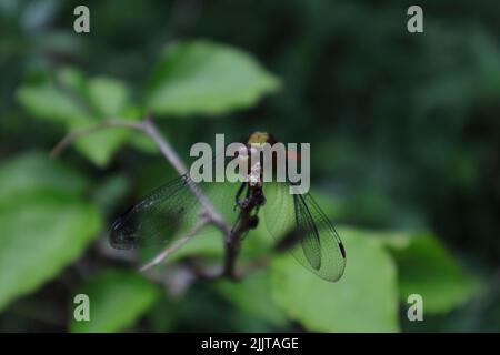 Faccia ed ala punta di una femmina Ruddy Darter (Sympetrum sanguineum) dragonfly appollaiato su una punta di un gambo Foto Stock