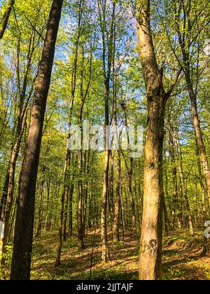 Un colpo verticale di alberi verdi sottili alti in una foresta Foto Stock