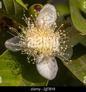 Un primo colpo di guava (psidium guajava) fiore Foto Stock