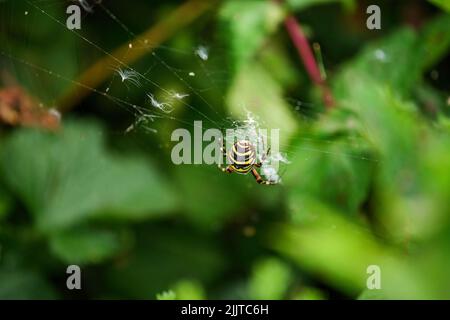 Una vista del ragno con linee gialle e nere fa un nastro Foto Stock