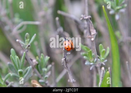 Un primo piano di un ladybug su un ramoscello Foto Stock