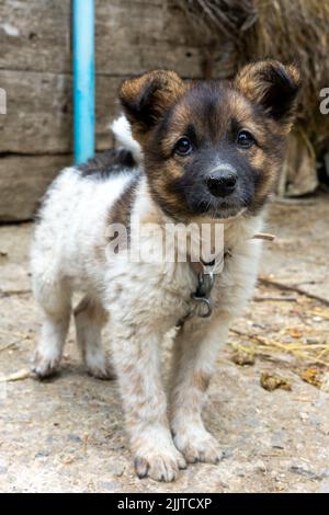 Un piccolo cane domestico peloso sta guardando la macchina fotografica. Una piccola casa di guardia su un guinzaglio Foto Stock