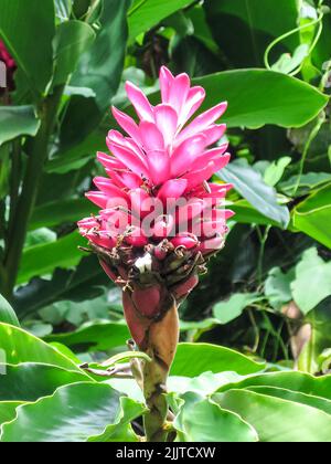 Un colpo verticale del fiore hawaiano dello zenzero che cresce nel giardino Foto Stock