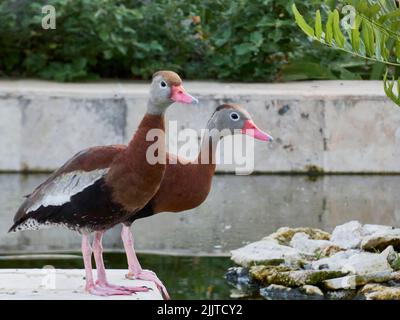 Un primo colpo di paia di anatra fischiante dalle decorazioni nere vicino allo stagno Foto Stock