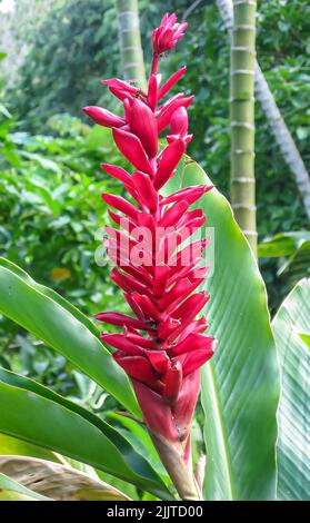 Un colpo verticale del fiore hawaiano dello zenzero che cresce nel giardino Foto Stock