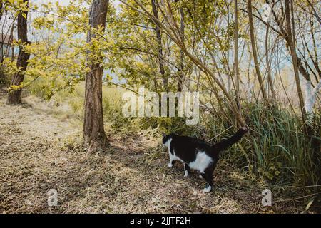 Il gatto bicolore che passa per i cespugli nel parco. Foto Stock