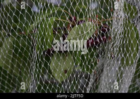 Rete a rete su un albero di ciliegia per proteggere la frutta da uccelli Surrey Inghilterra Foto Stock