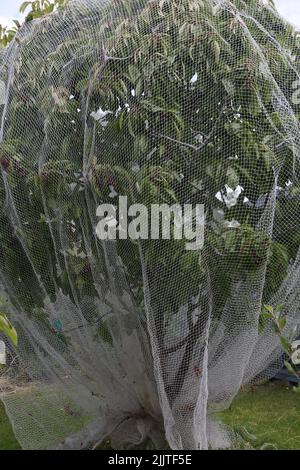 Rete a rete su un albero di ciliegia per proteggere la frutta da uccelli Surrey Inghilterra Foto Stock