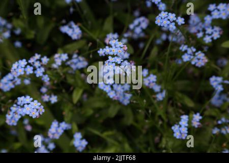 Forget Me Nots Fiori Surrey Inghilterra Foto Stock