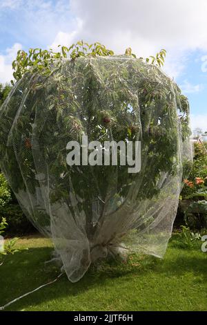 Rete a rete su un albero di ciliegia per proteggere la frutta da uccelli Surrey Inghilterra Foto Stock