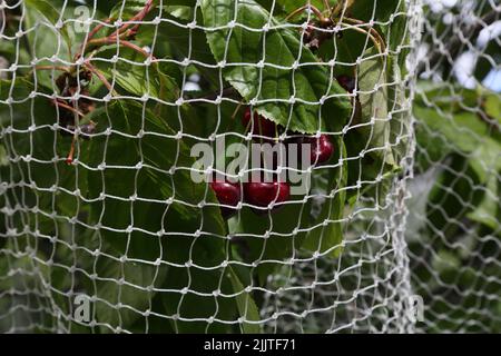 Rete a rete su un albero di ciliegia per proteggere la frutta da uccelli Surrey Inghilterra Foto Stock