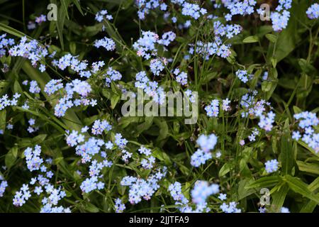 Forget Me Nots Fiori Surrey Inghilterra Foto Stock
