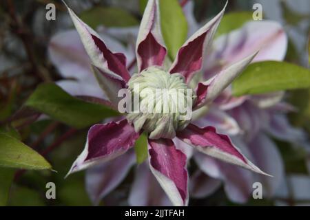 Primo piano di Clematis (Regal) Flower in Garden Surrey Inghilterra Foto Stock