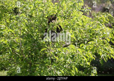 Miele Bees swarming su albero di mele nel maggio Surrey Inghilterra Foto Stock