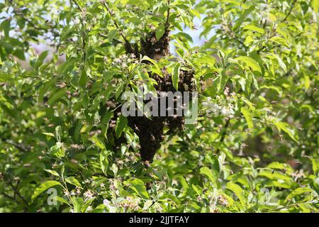 Miele Bees swarming su albero di mele nel maggio Surrey Inghilterra Foto Stock