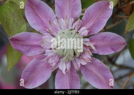 Primo piano di Clematis (Regal) Flower in Garden Surrey Inghilterra Foto Stock