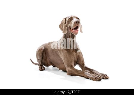 Ritratto di affascinante color argento Weimaraner cane posa isolato su sfondo bianco. Concetto di bellezza, arte, animale, veterinario e annuncio Foto Stock