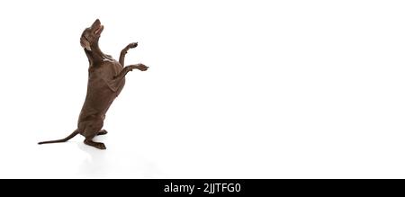 Volantino con ritratto di affascinante color argento Weimaraner cane posa isolato su sfondo bianco. Concetto di bellezza, arte, animale, veterinario e annuncio Foto Stock