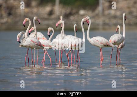 Un gregge di fenicotteri su un fiume poco profondo Foto Stock