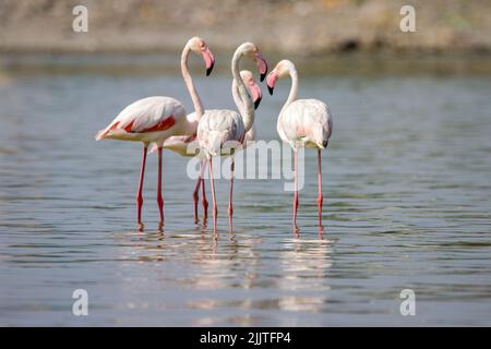 Un gregge di fenicotteri su un fiume poco profondo Foto Stock