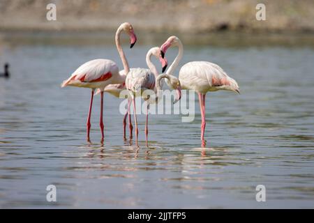 Un gregge di fenicotteri su un fiume poco profondo Foto Stock