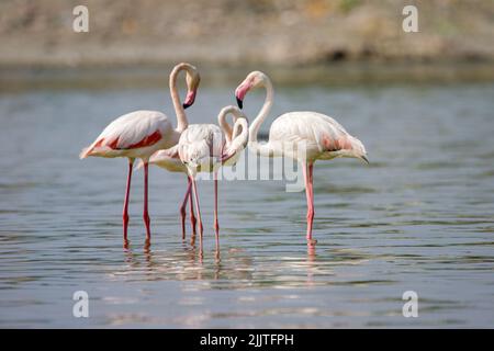 Un gregge di fenicotteri su un fiume poco profondo Foto Stock