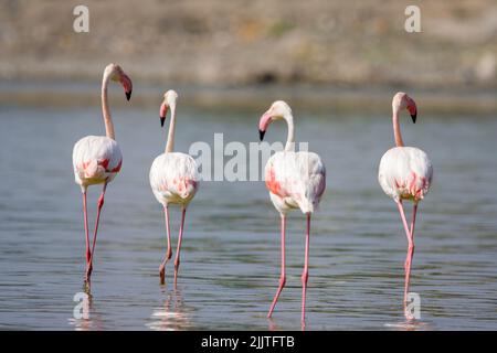 Un gregge di fenicotteri su un fiume poco profondo Foto Stock