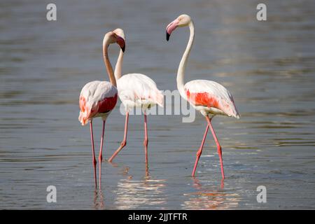 Un gregge di fenicotteri su un fiume poco profondo Foto Stock