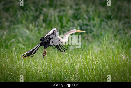 Un airone grigio in volo su vegetazione verde Foto Stock