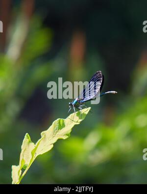 Un colpo verticale di una libellula blu seduta su una foglia Foto Stock