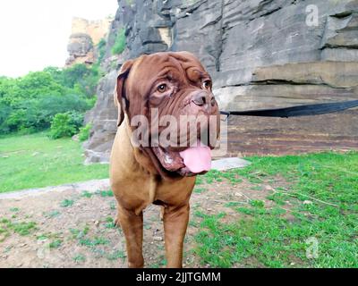 mastiff cane al mattino a piedi Foto Stock