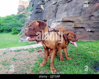 mastiff cane al mattino a piedi Foto Stock