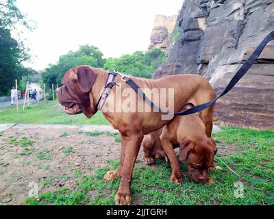 mastiff cane al mattino a piedi Foto Stock