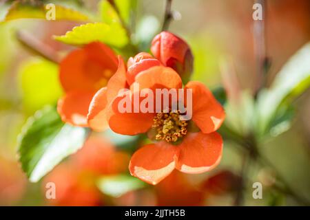 Primo piano di un fiore Chaenomeles japonica in un parco Foto Stock