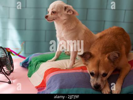 Due chihuahuas riposano su un cuscino colorato di fronte al ventilatore, onde di calore, cura degli animali domestici. Foto Stock