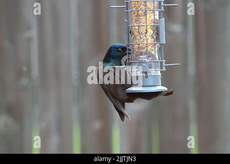 Un primo piano di una grackle comune che tiene su un alimentatore di uccelli Foto Stock