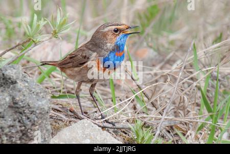 Un adorabile bluegola che canta mentre arroccato su un ramoscello Foto Stock