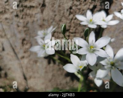 Un primo piano di una Stella di Betlemme (Ornithogalum umbellatum) fiore che cresce in un giardino Foto Stock