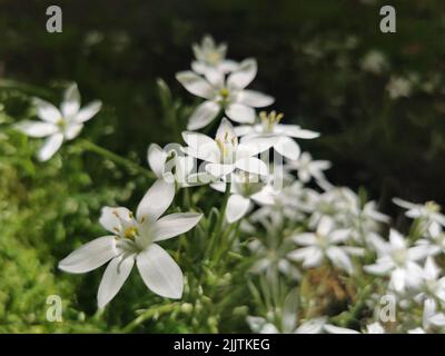 Un primo piano di una Stella di Betlemme (Ornithogalum umbellatum) fiore che cresce in un giardino Foto Stock